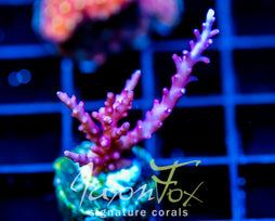 TYREE RED DRAGON ACRO