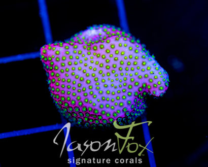 WWC ELECTRIC DAISY STYLO