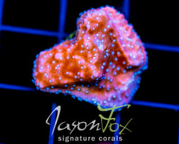 JF SNOW CAP MONTI