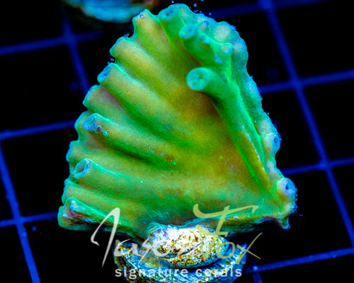 JF GREEN HERO TURBINARIA