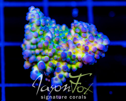 JF FRANKIES KRYPTONITE ACRO