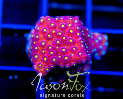 BLING BLING CYPHASTREA