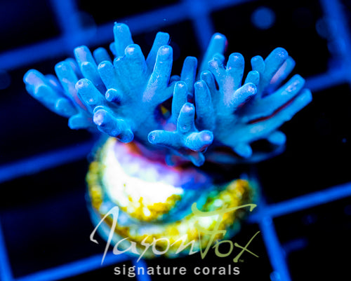 JF SKY BLUE TURAKI