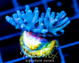 JF SKY BLUE TURAKI