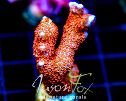 JF SUNTAN DIGI XL FRAG