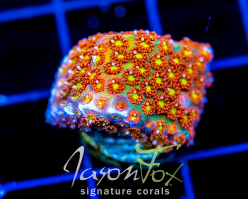 JF KALEIDOSCOPE GONI