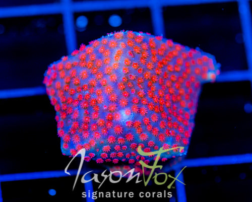 JF COLLISION COURSE PORITES