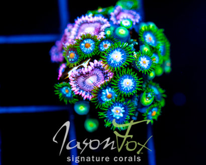 JF STARGAZERS ZOAS COMBO