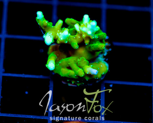 JF GREEN DRAGON ACRO