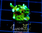 JF GREEN DRAGON ACRO