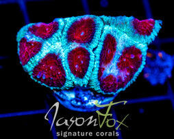 JF FIERY RED FAVIA