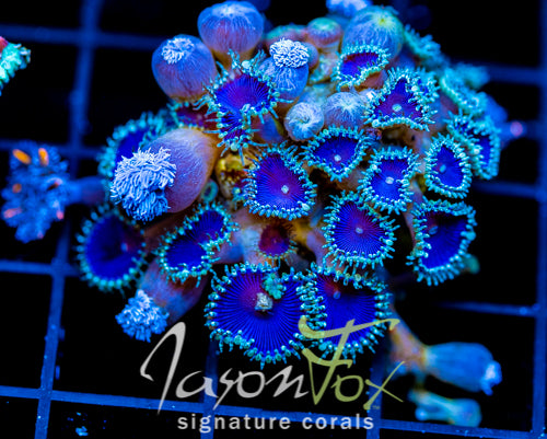 JF DEEP BLUE PALYS COMBO XL FRAG