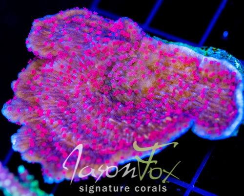 RRC RED ROSES  MONTI CAP XL FRAG