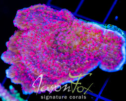 RRC RED ROSES  MONTI CAP XL FRAG