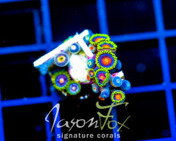 JF ZOA BOUQUET