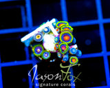 JF ZOA BOUQUET