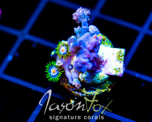 JF STARGAZERS ZOAS COMBO