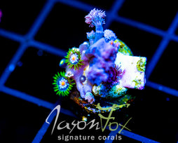 JF STARGAZERS ZOAS COMBO
