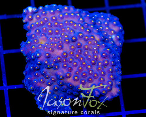 JF TECHNO CYPHASTREA 2" COLONY