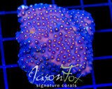 JF TECHNO CYPHASTREA 2
