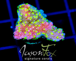 JF GRAFTED SUN MONTI