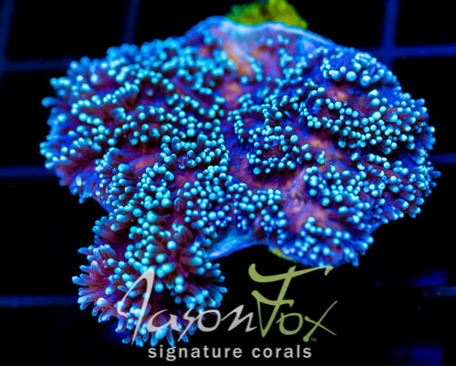 JF HYPNOTIC HYDNO XL FRAG
