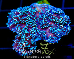 JF HYPNOTIC HYDNO XL FRAG