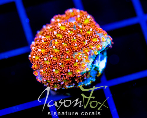 JF KALEIDOSCOPE GONI