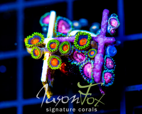 JF BLITZED ZOAS COMBO