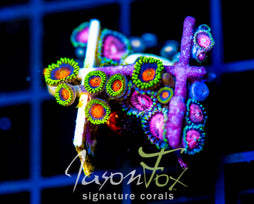 JF BLITZED ZOAS COMBO