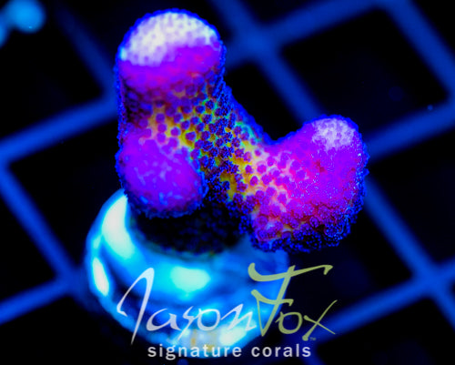 LIA ORCHID STYLO