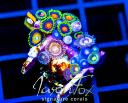 JF ZOA BOUQUET