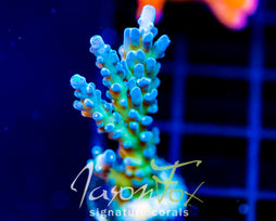 JF LEMONGRASS ACRO