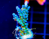 JF LEMONGRASS ACRO