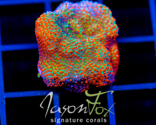JF REVERSE SUNSET MONTI