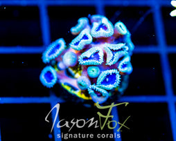 JF DEEP BLUE PALYS