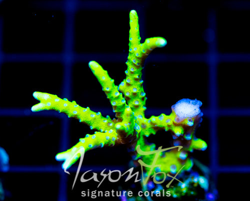 BR GREEN GOBLIN ANACROPORA