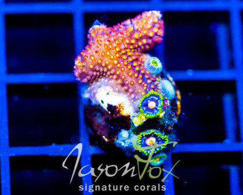 ASS MONKEYS ZOAS COMBO