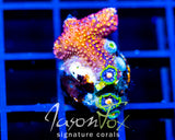 ASS MONKEYS ZOAS COMBO