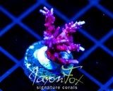 TYREE RED DRAGON ACRO