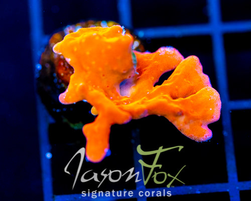 JF RED HOT SETOSA