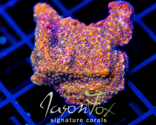 JF FRANKIES OUTRAGEOUS ORANGE MONTI