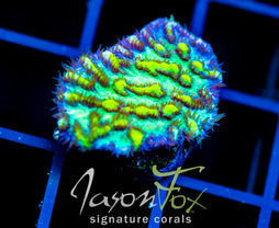 JF LIME LIGHT HYDNO