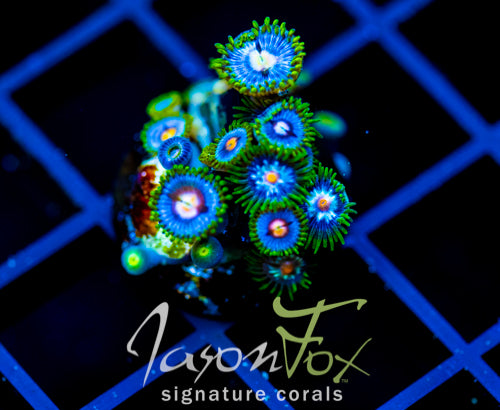 JF STARGAZERS ZOAS COMBO