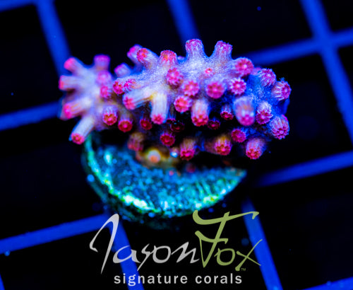JF PINK BRANCHING CYPHASTREA