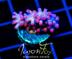 JF PINK BRANCHING CYPHASTREA