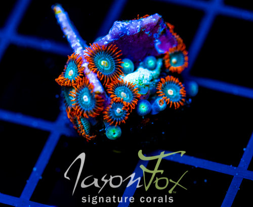 JF GATORAIDES ZOAS