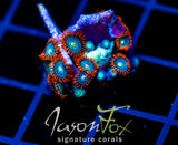 JF GATORAIDES ZOAS