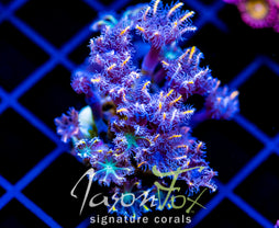 JF TANGERINE TWISTERS CLOVES COMBO