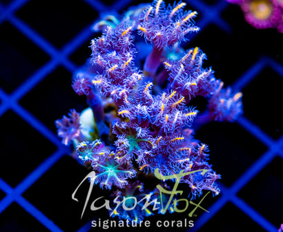 JF TANGERINE TWISTERS CLOVES COMBO